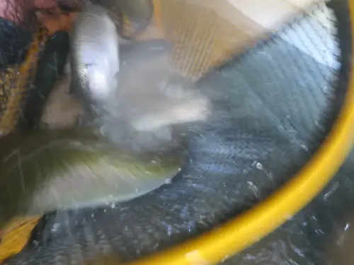 Piscifactoria-Gallegp-Elche-de-la-Sierra3