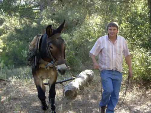 Oficios Ajorrador (Sabas)