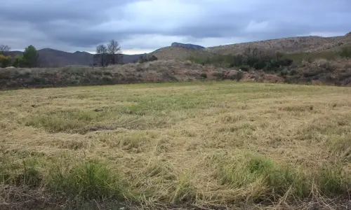 10-Arrozales-noviembre