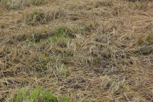 10a-Arrozales-noviembre