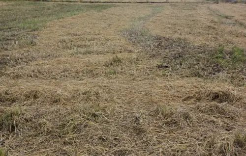 10b-Arrozales-noviembre