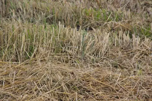 10c-Arrozales-noviembre