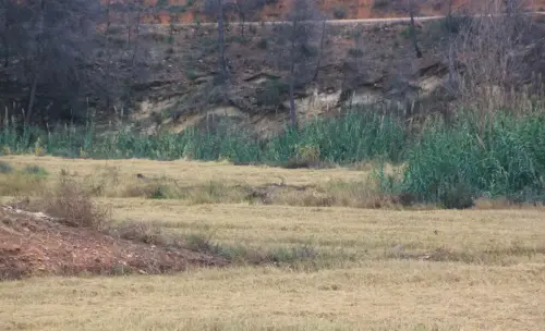 10d-Arrozales-noviembre