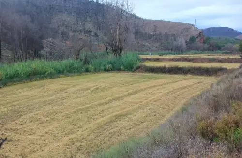 10e-Arrozales-noviembre