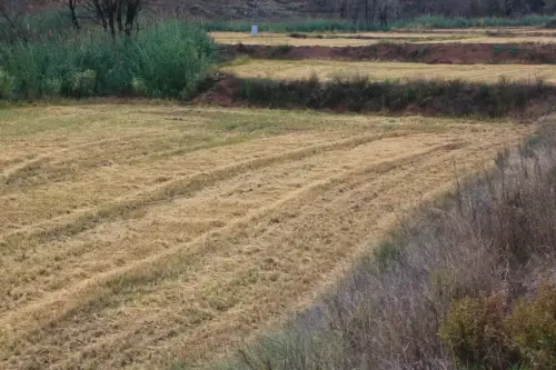 10f-Arrozales-noviembre