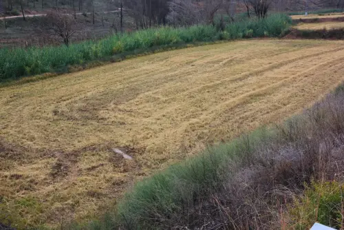 10g-Arrozales-noviembre