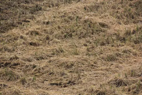 10h-Arrozales-noviembre