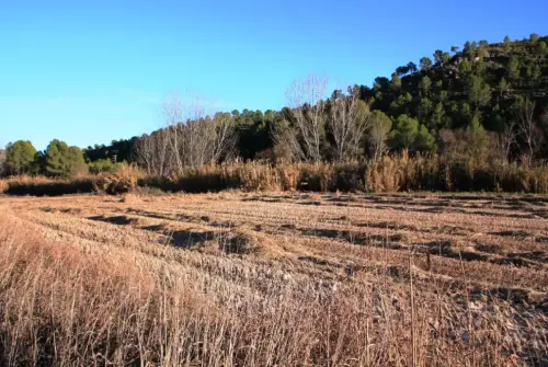 11-Arrozales-diciembre