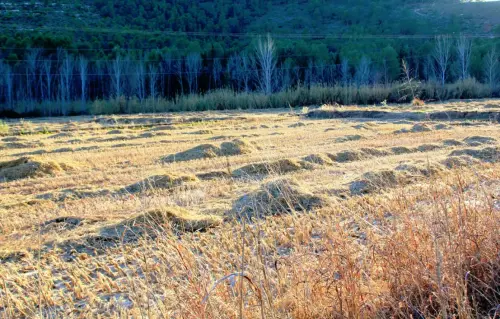 11a-Arrozales-diciembre