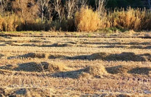 11b-Arrozales-diciembre