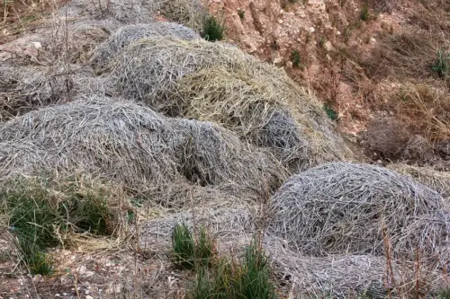 11c-Arrozales-diciembre
