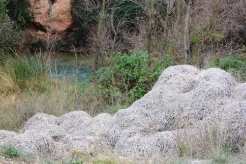 11d-Arrozales-diciembre