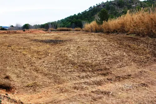 12-Arrozales-Quemado-y-labrado-enero