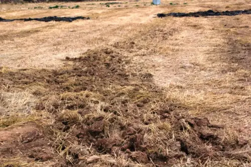 12a-Arrozales-Quemado-y-labrado-enero