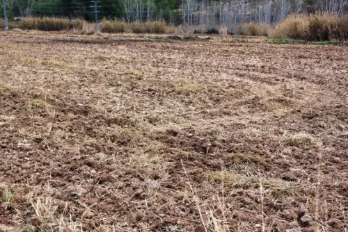 12b-Arrozales-Quemado-y-labrado-enero