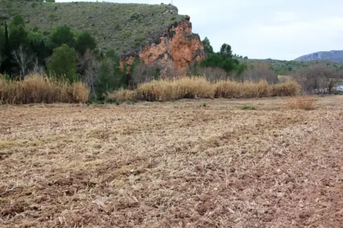 12c-Arrozales-Quemado-y-labrado-enero