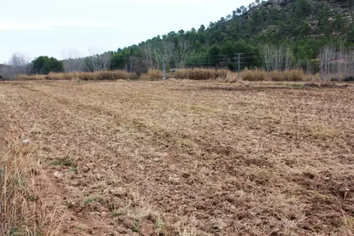 12e-Arrozales-Quemado-y-labrado-enero