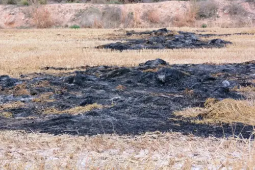 12g-Arrozales-Quemado-y-labrado-enero