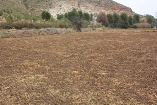 14-Arrozales-plantadoabril