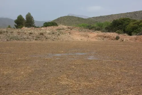 14a-Arrozales-plantadoabril