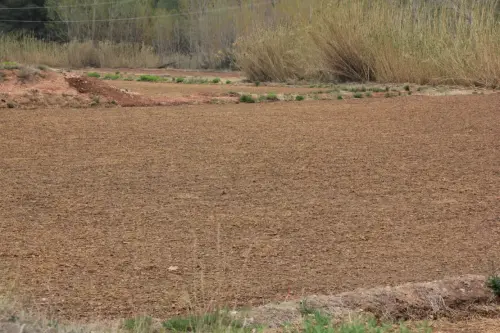 14b-Arrozales-plantadoabril