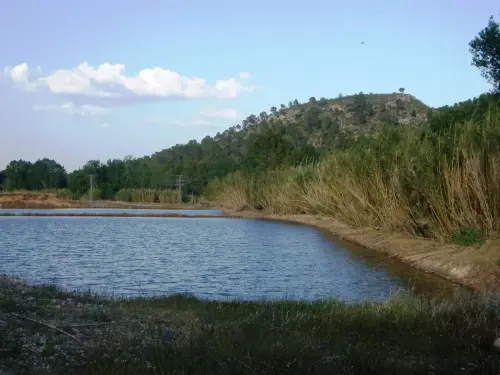 15a-Arrozales-Ya-llenado25-mayo