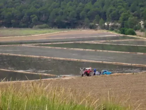 15d-Arrozales-Ya-llenado