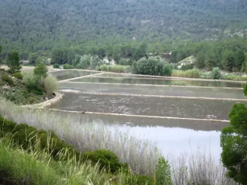 15e-Arrozales-Ya-llenado