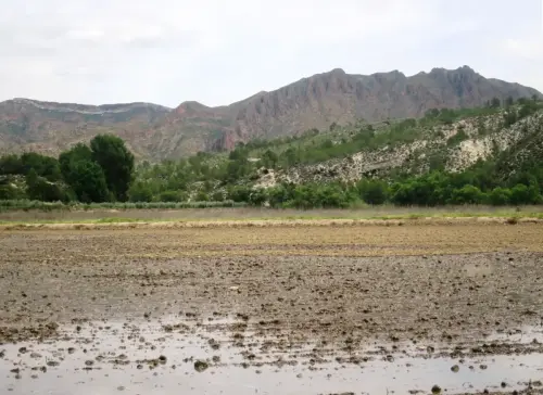 15f-Arrozales-Ya-llenado