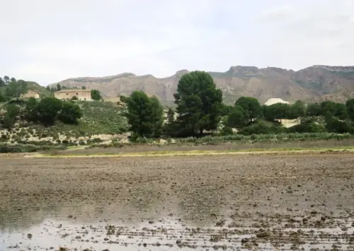 15g-Arrozales-Ya-llenado