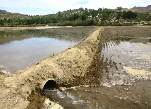 15i-Arrozales-Ya-llenado