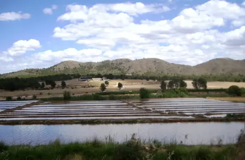 15k-Arrozales-Ya-llenado