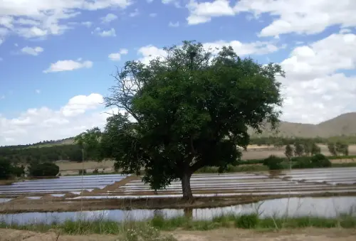 15l-Arrozales-Ya-llenado