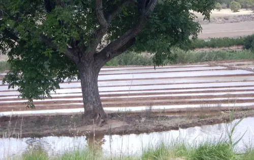 15ll-Arrozales-Ya-llenado