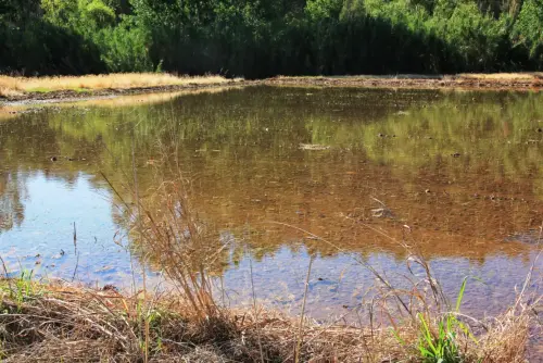 16-Arrozales-Brotando6-junio