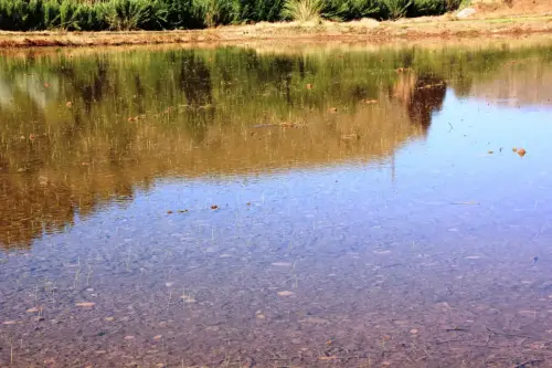 16a-Arrozales-Brotando6-junio