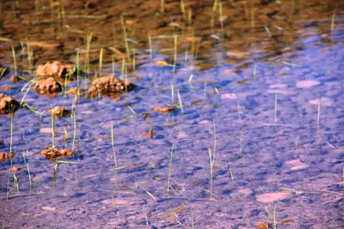16b-Arrozales-Brotando6-junio