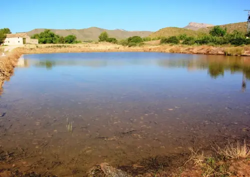 16c-Arrozales-Brotando6-junio