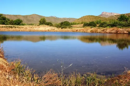 16d-Arrozales-Brotando6-junio