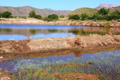 16e-Arrozales-Brotando6-junio
