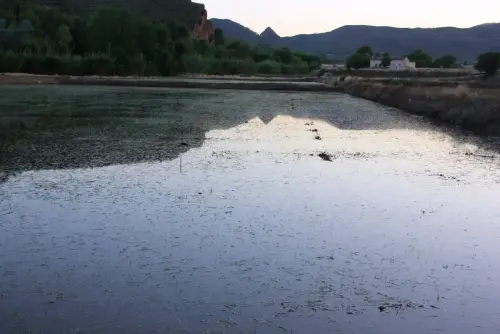 16f-Arrozales-Brotando6-junio