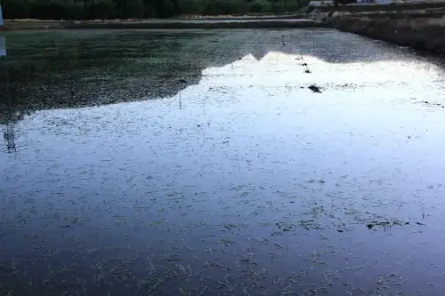 16g-Arrozales-Brotando6-junio