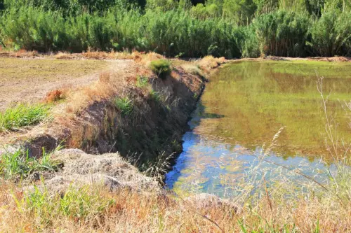 16h-Arrozales-Brotando6-junio