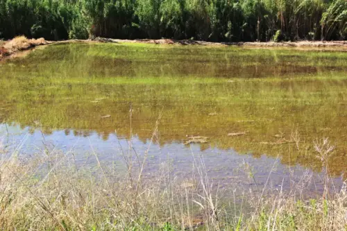 16i-Arrozales-Brotando6-junio