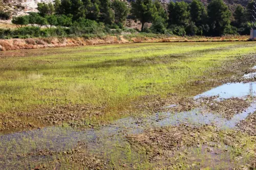 16j-Arrozales-Brotando6-junio