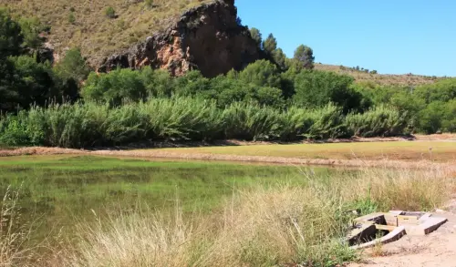 16k-Arrozales-Brotando6-junio