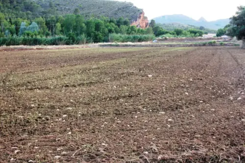 16l-Arrozales-Brotando6-junio