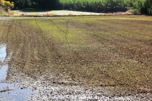 16ll-Arrozales-Brotando6-junio