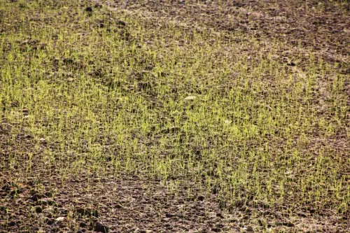 16m-Arrozales-Brotando6-junio