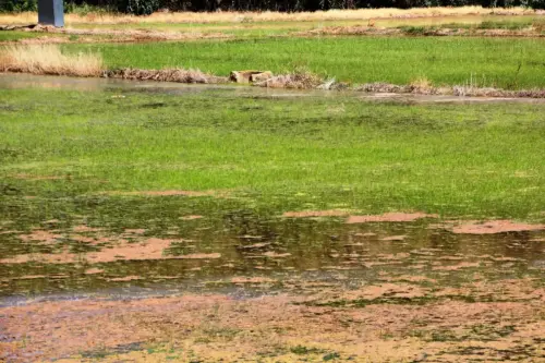 18-Arrozales-Creciendo13-junio